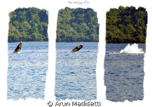 BREACH!!!
Bull sperm whale advertising his presence to t... by Arun Madisetti 